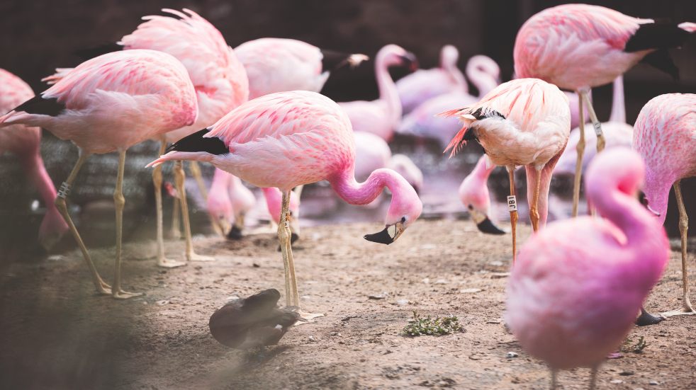 Flamingos at slimbridge
